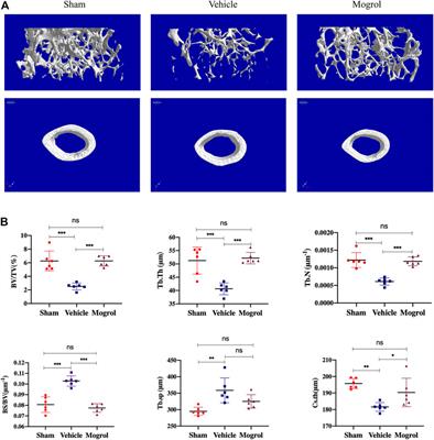 Mogrol Attenuates Osteoclast Formation and Bone Resorption by Inhibiting the TRAF6/MAPK/NF-κB Signaling Pathway In vitro and Protects Against Osteoporosis in Postmenopausal Mice